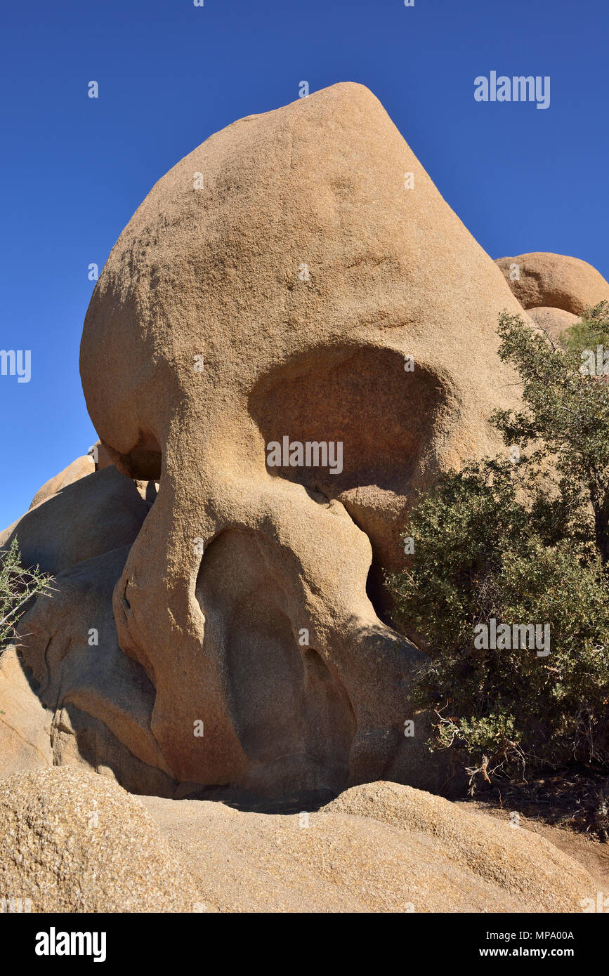 Monzogranite rock, rock del cranio, Jumbo Rocks campeggio, Joshua Tree National Park, CA 180315 68326 Foto Stock