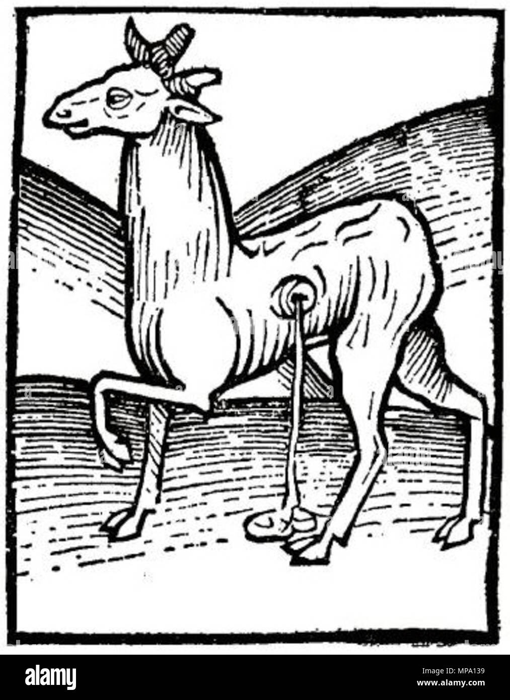 . Xilografia medievale illustrazione di un muschio cervi . Xv secolo. Giacobbe Meydenbach 914 Muschio 1616 Foto Stock