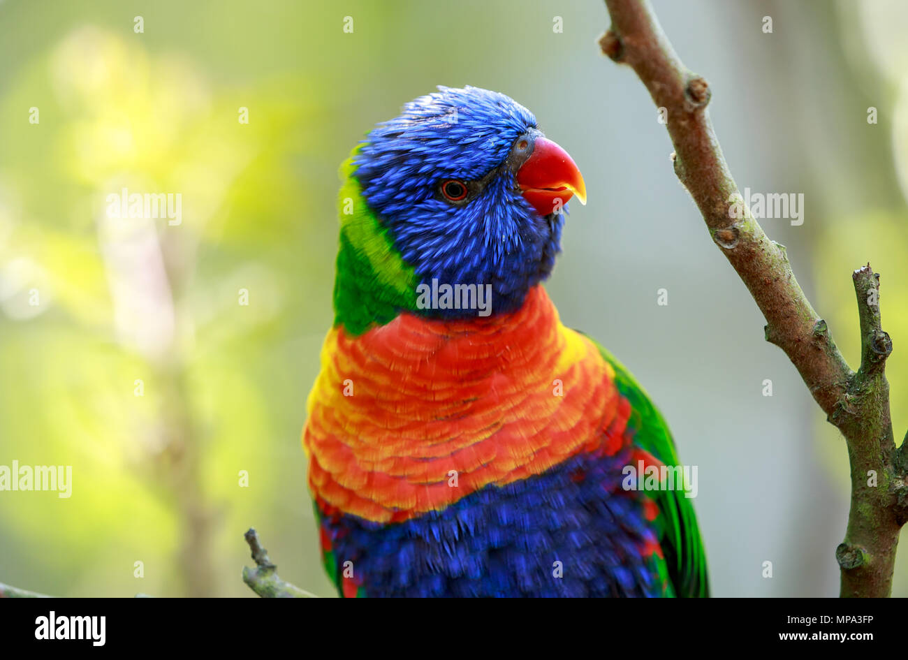 La Rainbow lorikeet è una specie di pappagallo trovato in Australia. È comune lungo la costa orientale, dal Queensland del Nord a Sud Australia. Foto Stock