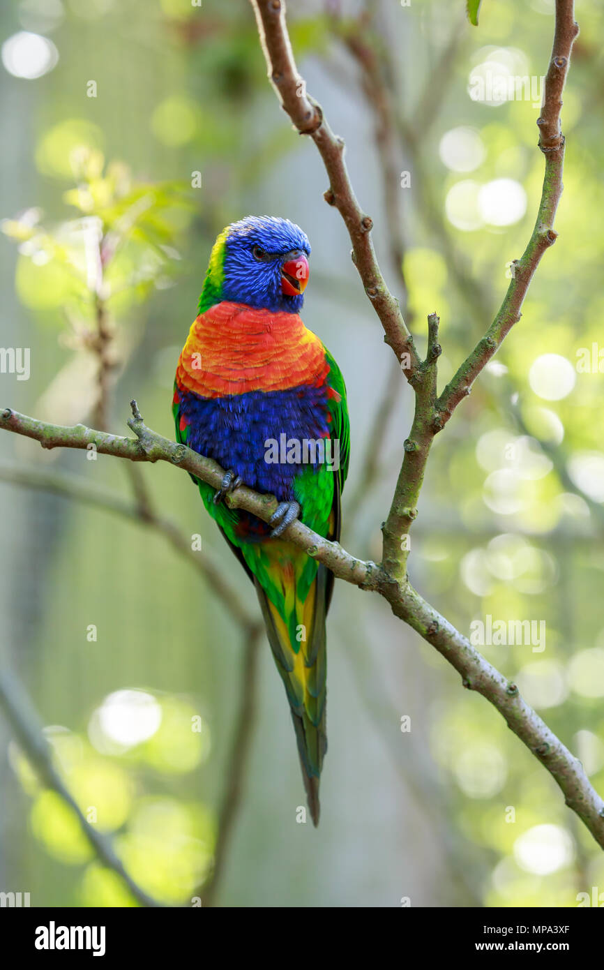 La Rainbow lorikeet è una specie di pappagallo trovato in Australia. È comune lungo la costa orientale, dal Queensland del Nord a Sud Australia. Foto Stock