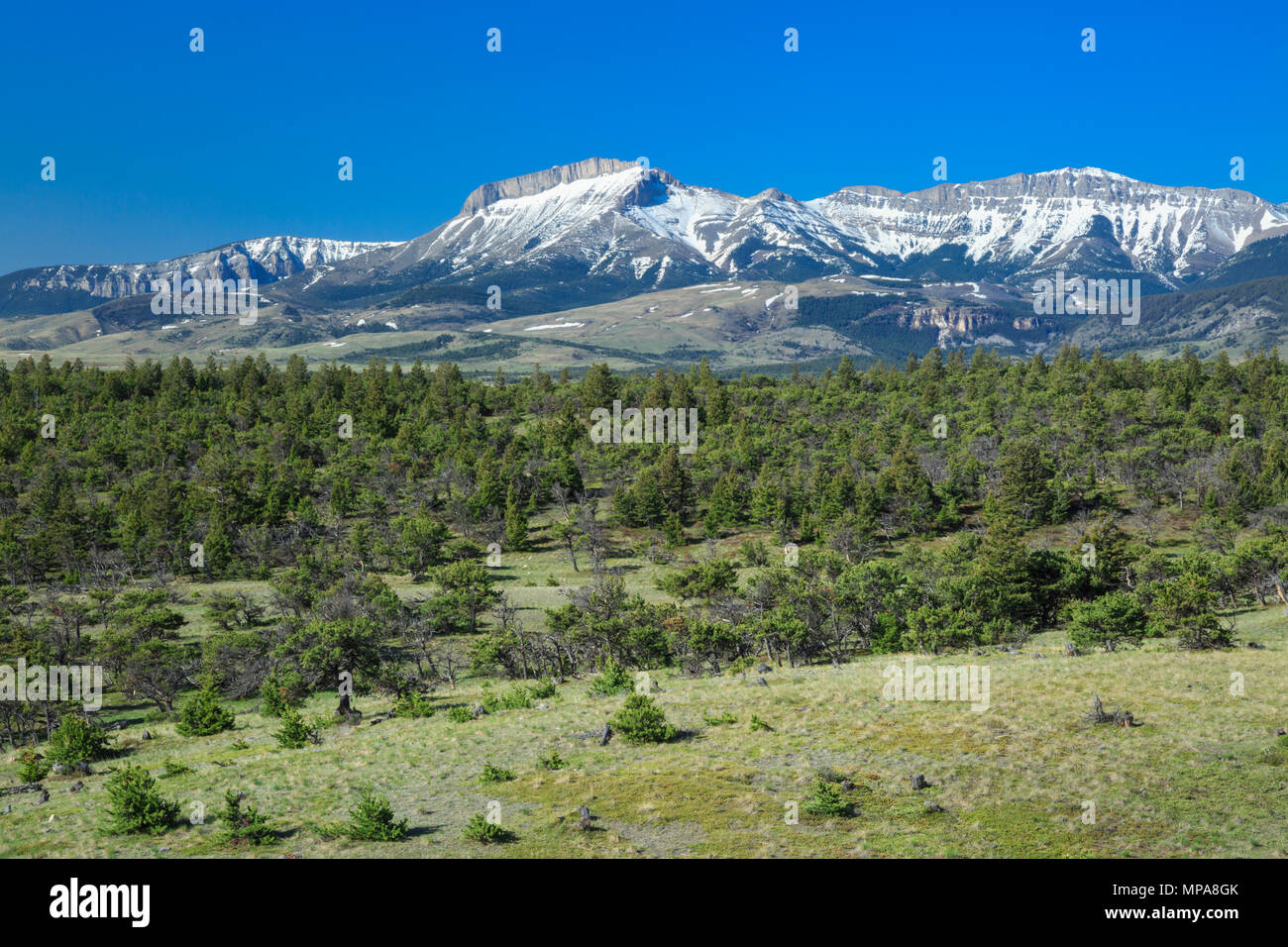 Orecchio monte lungo la Rocky Mountain Front vicino choteau, montana Foto Stock