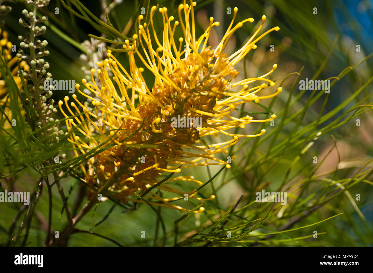 Fioritura grevillea bush, eventualmente miele Gem varietà, Mt gloriosa, D'Aguilar National Park, Queensland, Australia Foto Stock
