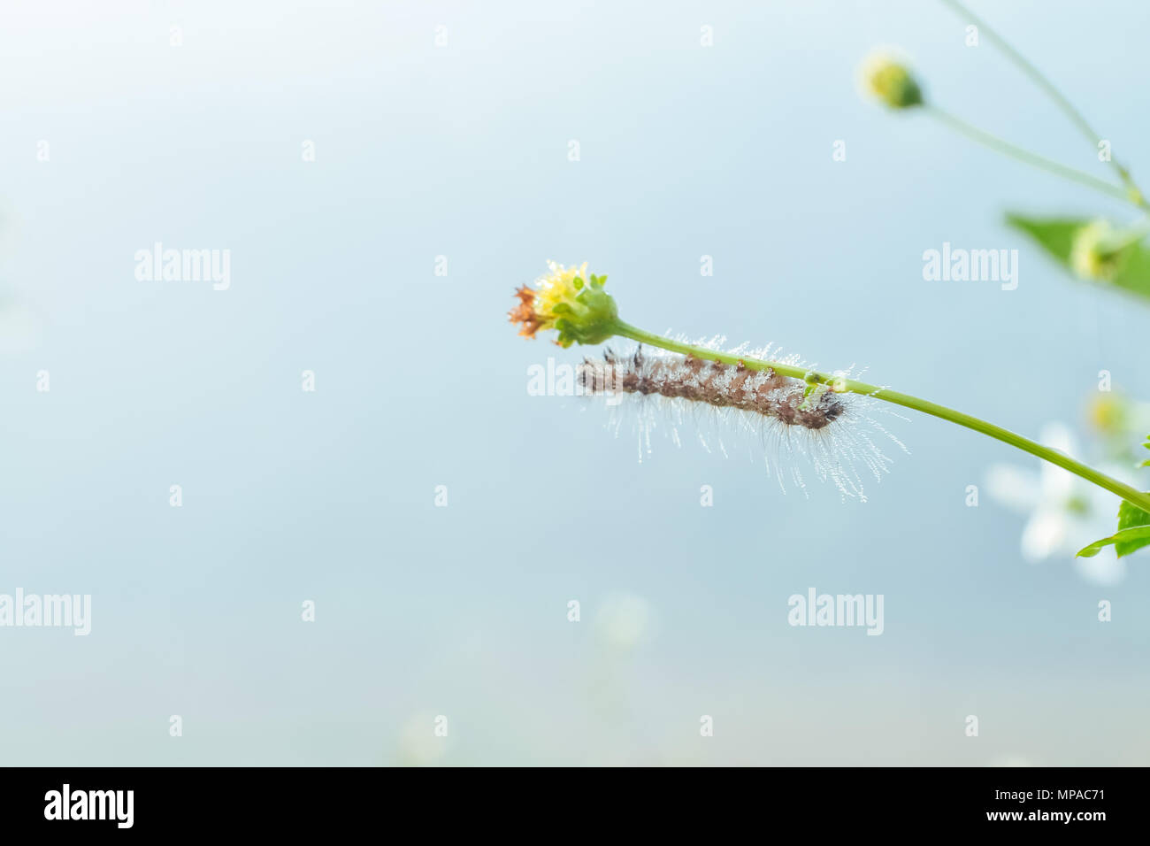 Worm e fiori con gocce d'acqua in mattinata Foto Stock