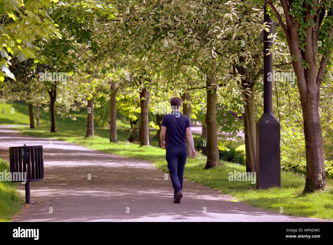 Giovane maschio uomo a camminare da sola tra gli alberi su un percorso Kelvingrove Park, professori' Square, Glasgow, Regno Unito Foto Stock