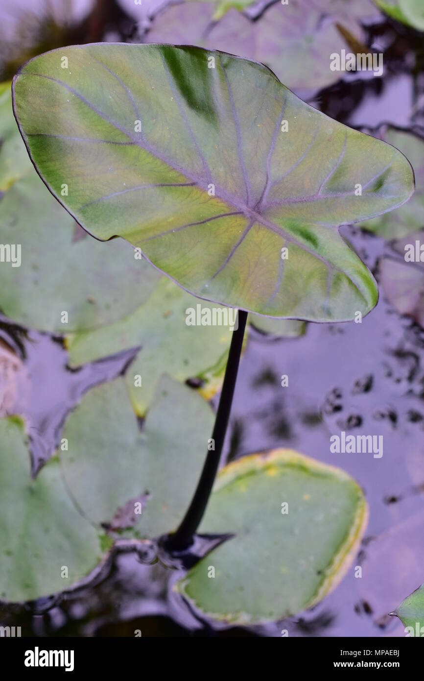 Foglie lucide di impianto idrico con visibili venature scure e picciolo con calma sfocata superficie di acqua in background. Foto Stock