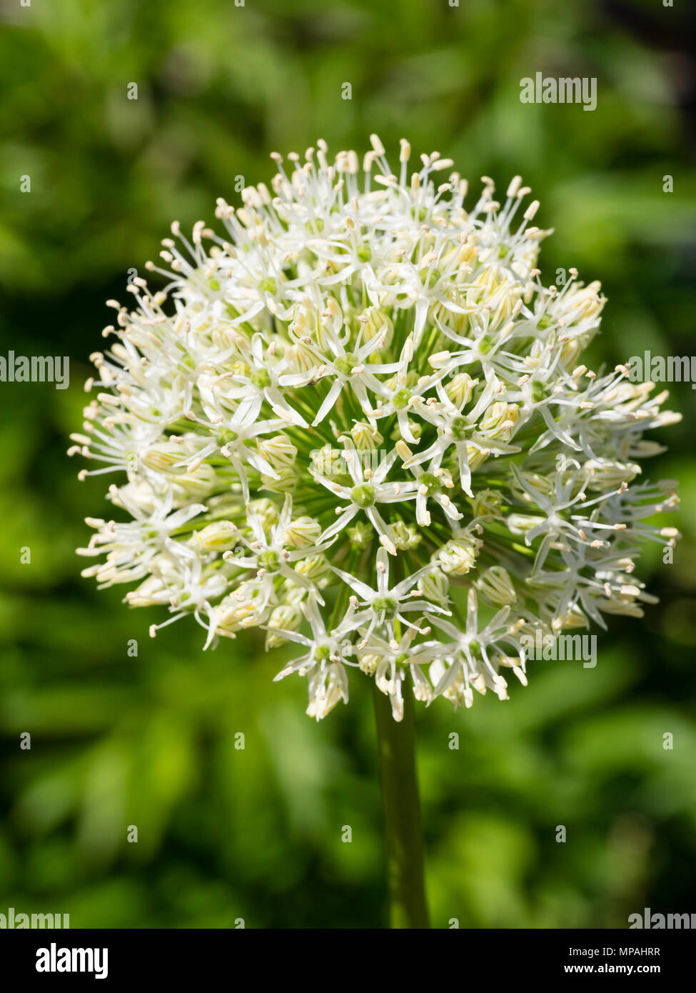 Testa globulare con masse di piccole il bianco e il verde dei fiori di cipolla ornamentali, Allium stipitatum 'Mount' Everest Foto Stock