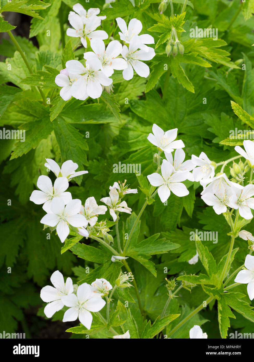 Fiori bianchi dell'ardito perenne cranesbill legno, Geranium sylvaticum 'Album' Foto Stock