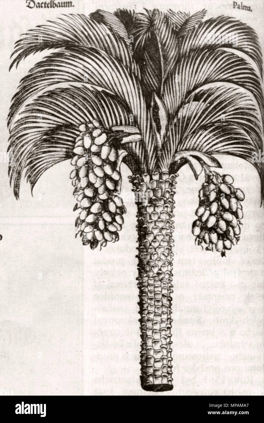 . Čeština: Datlová palma - dřevořez z německého vydání herbáře Mattioliho herbáře . 1563. Jiří Melantrich z Aventina 881 Melantrich36 Foto Stock