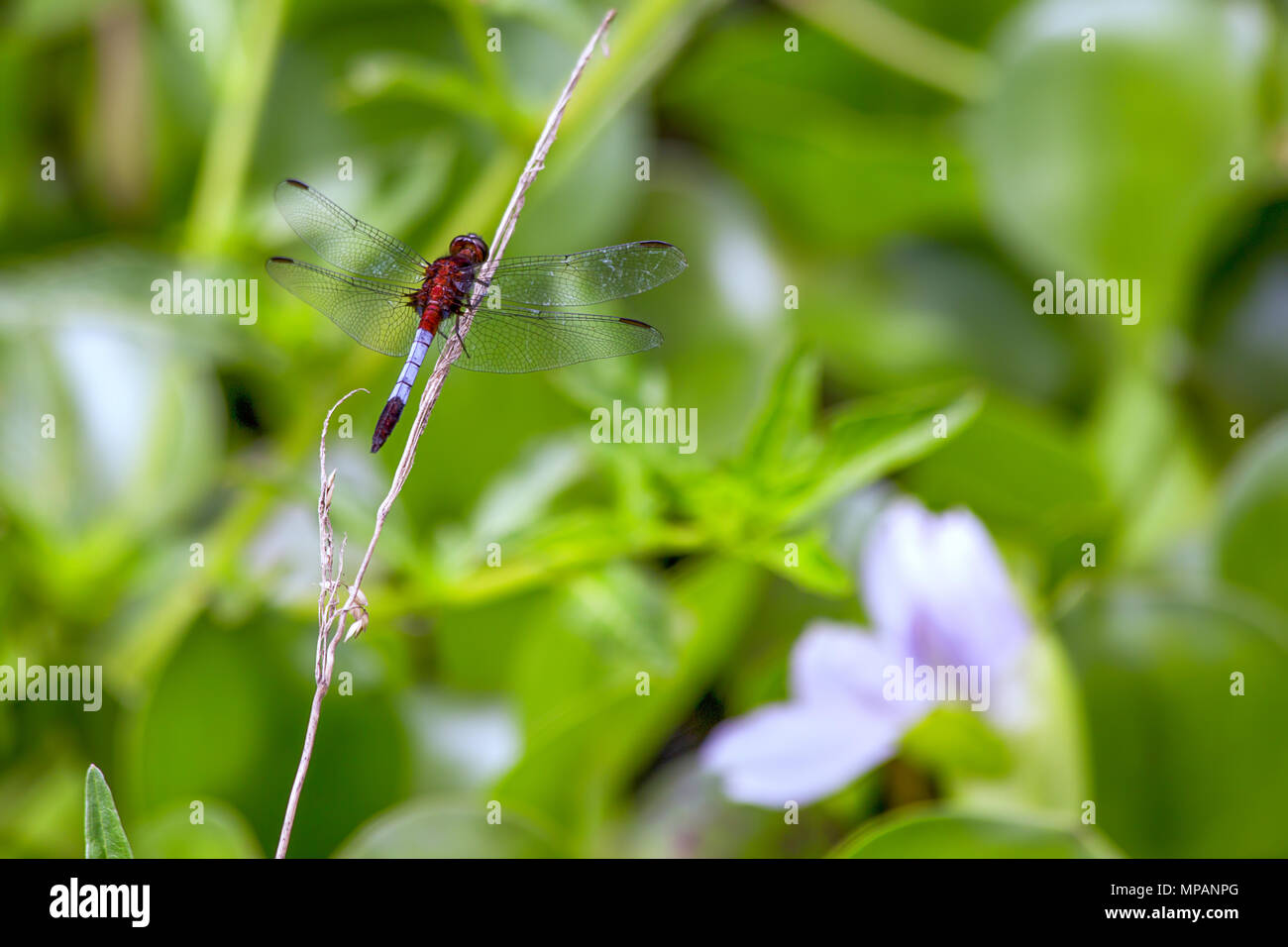 Un rosso e bianco a forma di libellula in appoggio su una paglia da foraggio. Foto Stock