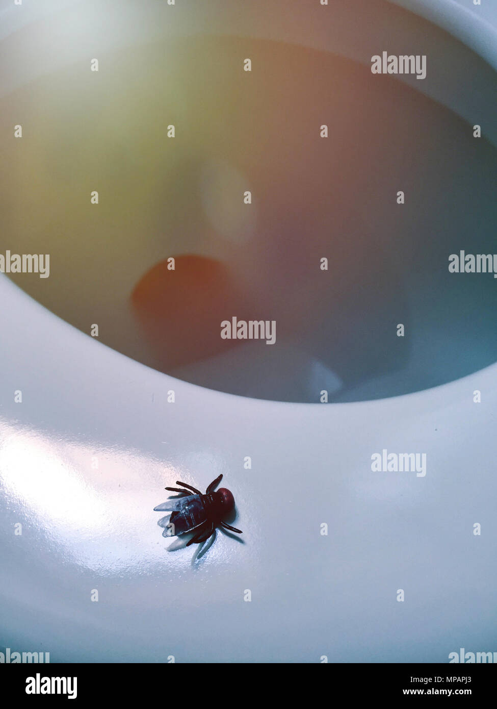 Volare sul sedile di gabinetto Foto Stock