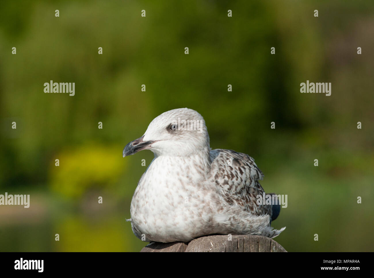 Primo inverno europeo gabbiano Aringhe, (Larus argentatus), in appoggio al sole sul palo di legno, Walthamstow serbatoi, London, Regno Unito Foto Stock