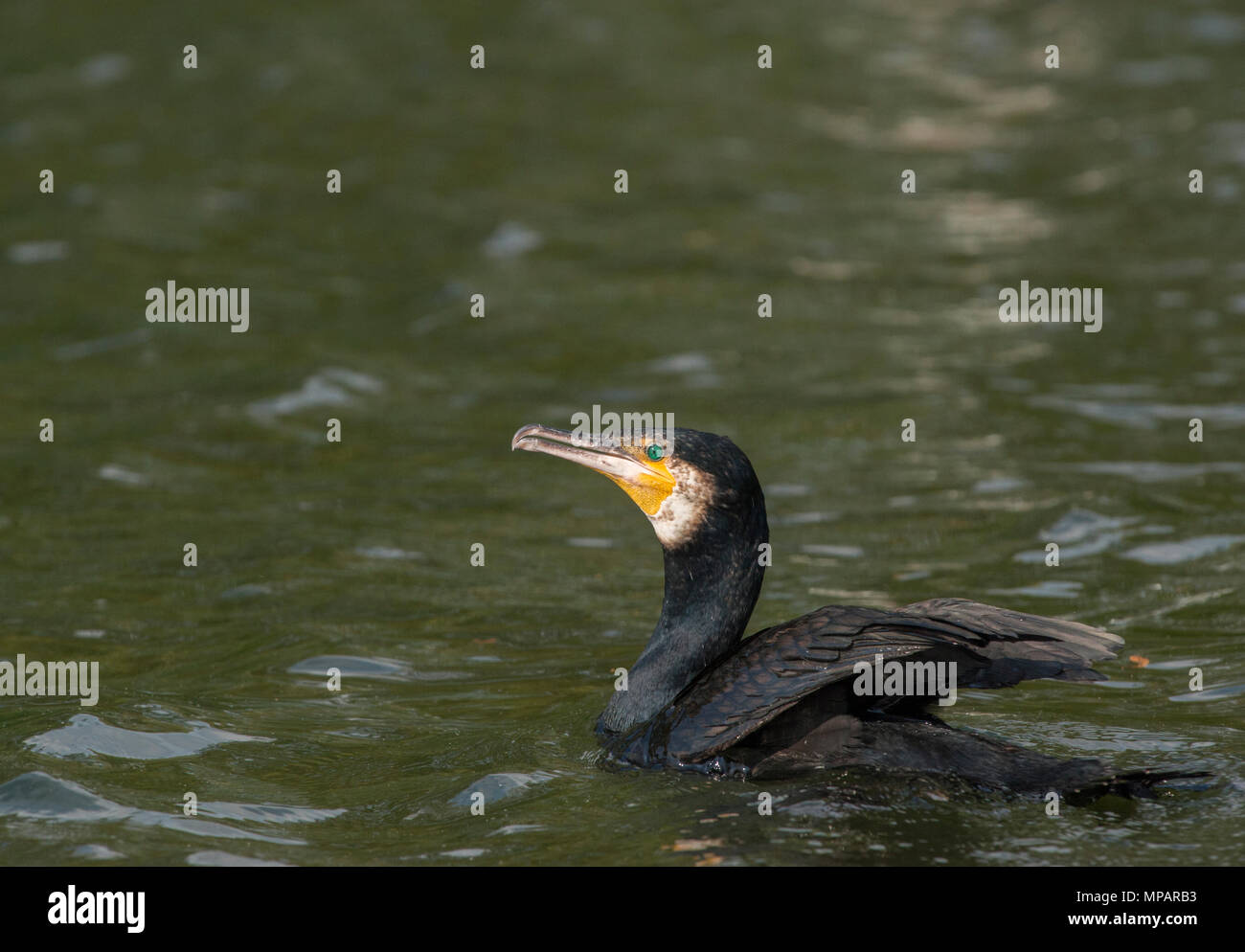 Cormorano Phalacrocorax carbo sinensis,(Phalacrocorax carbo), noto anche come il grande cormorano nero, Regents Park, London, Regno Unito Foto Stock