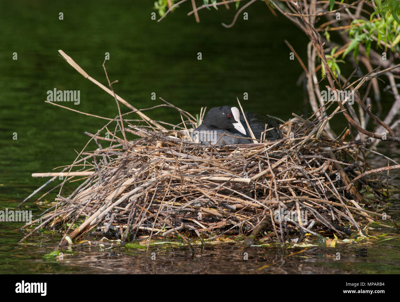 Femmina folaga eurasiatica, noto anche come comune folaga o folaga,(fulica atra),l'incubazione di uova nel nido galleggiante di ramoscelli,Regents Canal, London, Regno Unito Foto Stock