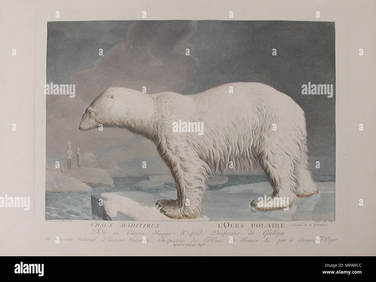. "Ursus Maritumus / L'Ours Polaire'. Piastra da Simon Charles Miger dopo Nicolas Maréchal (1753-1803) da 'La Ménagerie du Muséum National d'histoire baturelle' da Bernard-Germain-Étienne de Lacépède, Georges Cuvier & Geoffroy Saint-Hilaire (1804). tra circa 1800 e circa 1801. Simon Charles Miger (1736-1828) 892 Miger - La nostra polaire Foto Stock