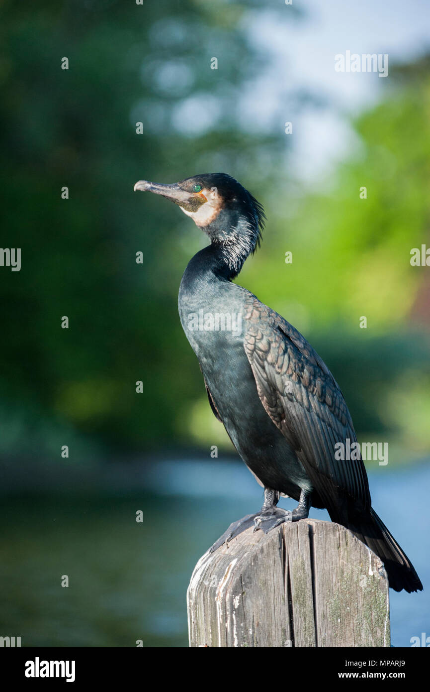 Cormorano Phalacrocorax carbo sinensis,(Phalacrocorax carbo), noto anche come il grande cormorano nero, appollaiato sul palo di legno, Regents Park, London, Regno Unito Foto Stock