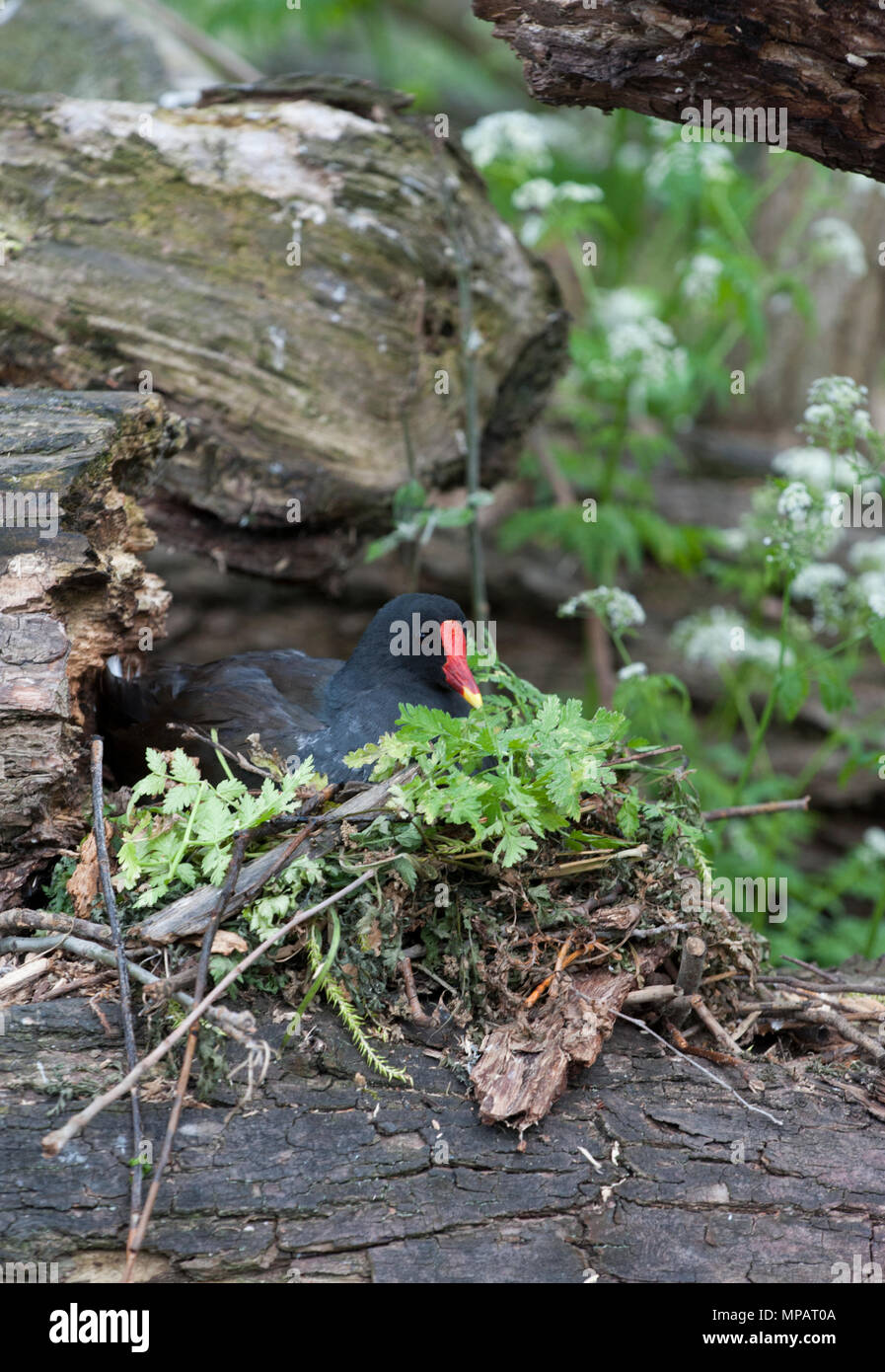 Il nesting Moorhen comune,(Gallinula chloropus), noto anche come il waterhen o la palude di pollo, Regents Canal, Londra, Regno Unito, Isole britanniche Foto Stock