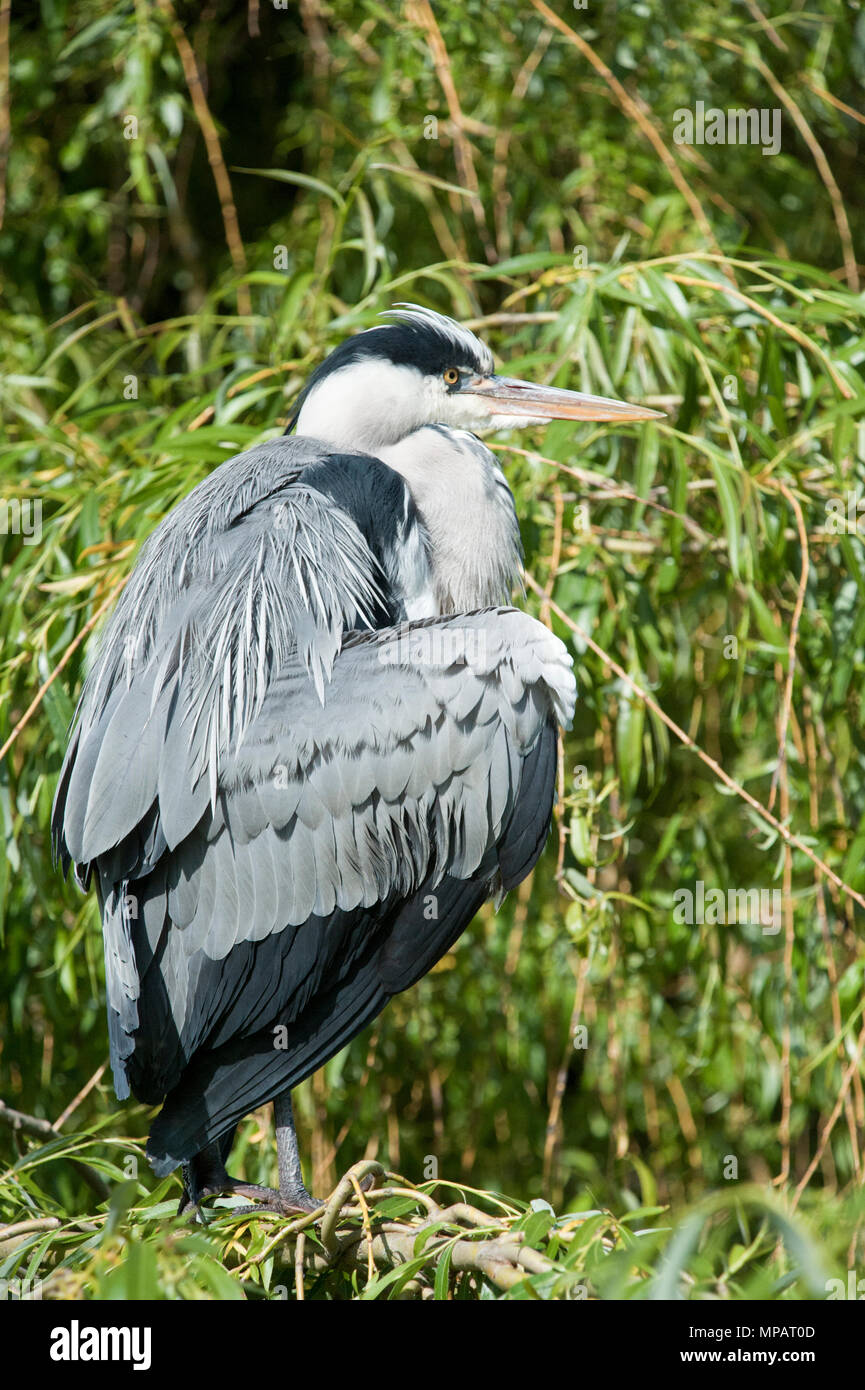 Adulto airone cinerino (Ardea cinerea), preening e scuotendo le piume, Londra, Regno Unito, Isole britanniche Foto Stock