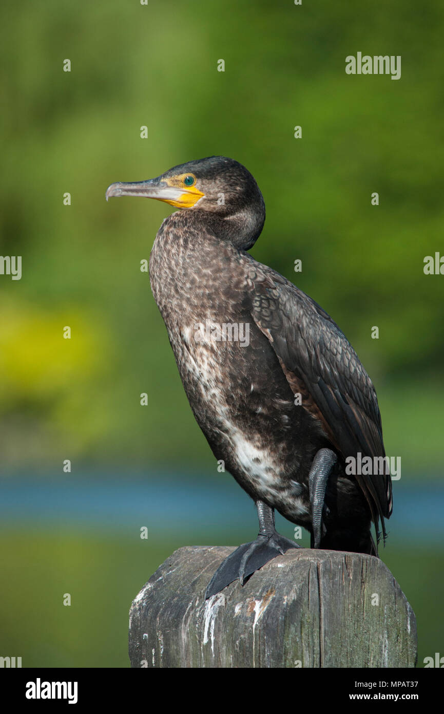 Cormorano Phalacrocorax carbo sinensis,(Phalacrocorax carbo), noto anche come il grande cormorano nero, appollaiato sul palo di legno, Regents Park, London, Regno Unito Foto Stock