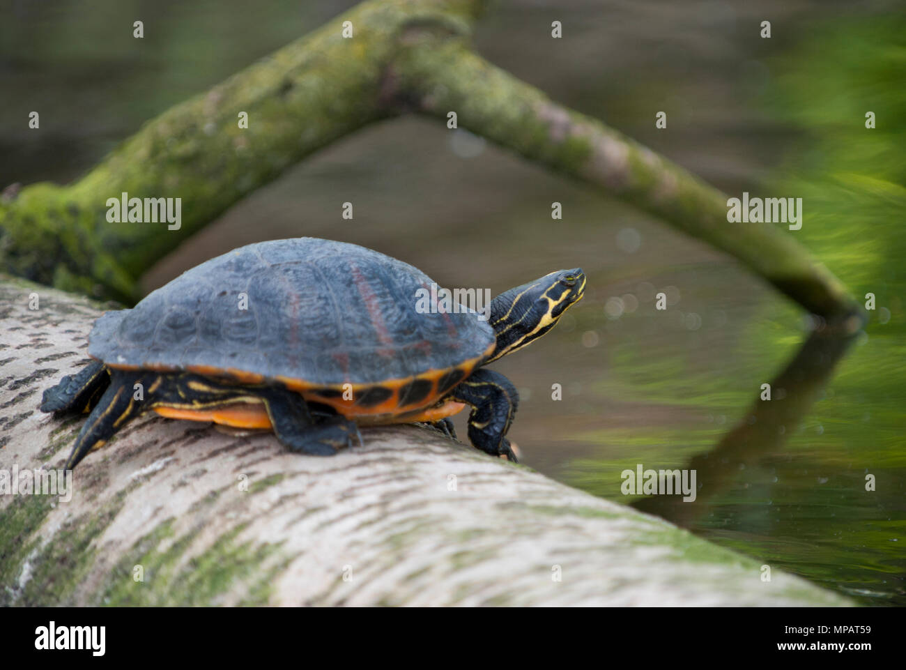 Maschio dipinta occidentale tartaruga, (Chrysemys picta), specie non indigene rilasciato in un lago in Regents Park, London, Regno Unito Foto Stock