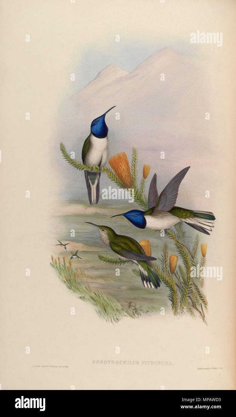 . Pichina Oreotrochilus = Oreotrochilus chimborazo jamesonii [1] . 1861. John Gould (1804-1881) nomi alternativi Gould Descrizione British zoologo Data di nascita e morte 14 Settembre 1804 2 marzo 1881 Luogo di nascita e morte Lyme Regis London Authority control : Q313787 VIAF: 29597222 ISNI: 0000 0001 2125 9888 ULAN: 500006638 LCCN: N79100355 NLA: 35137514 WorldCat & Enrico Costantino Richter (1821-1902) Descrizione British pittore animale Data di nascita e morte 1821 16 marzo 1902 Luogo di nascita Royal Borough di Kensington e Chelsea competente controllo : Q VIAF1567083: Foto Stock