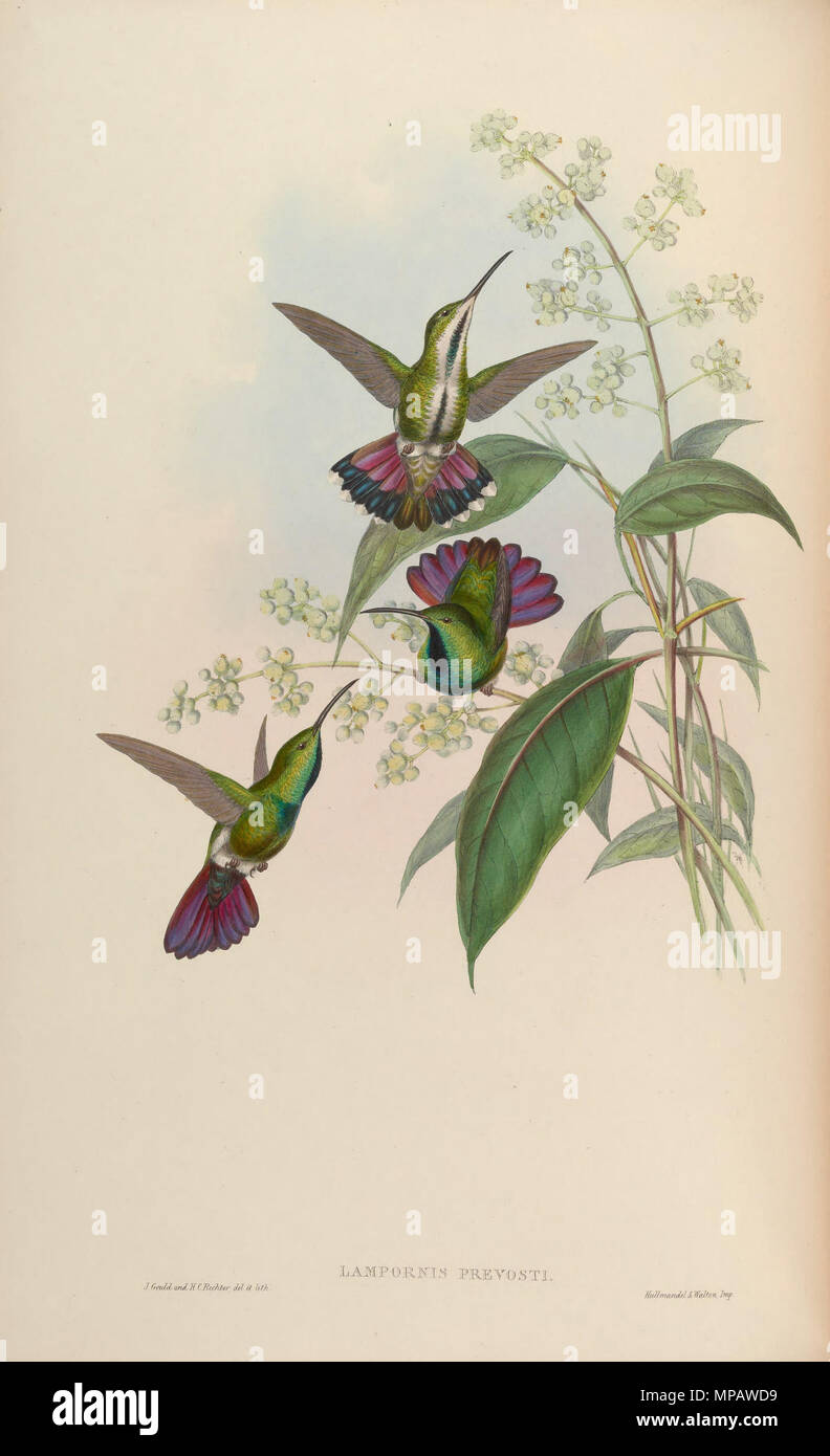 . Lampornis prevosti = Anthracothorax prevostii [1] . 1861. John Gould (1804-1881) nomi alternativi Gould Descrizione British zoologo Data di nascita e morte 14 Settembre 1804 2 marzo 1881 Luogo di nascita e morte Lyme Regis London Authority control : Q313787 VIAF: 29597222 ISNI: 0000 0001 2125 9888 ULAN: 500006638 LCCN: N79100355 NLA: 35137514 WorldCat & Enrico Costantino Richter (1821-1902) Descrizione British pittore animale Data di nascita e morte 1821 16 marzo 1902 Luogo di nascita Royal Borough di Kensington e Chelsea competente controllo : Q1567083 VIAF: 227079511 ISN Foto Stock