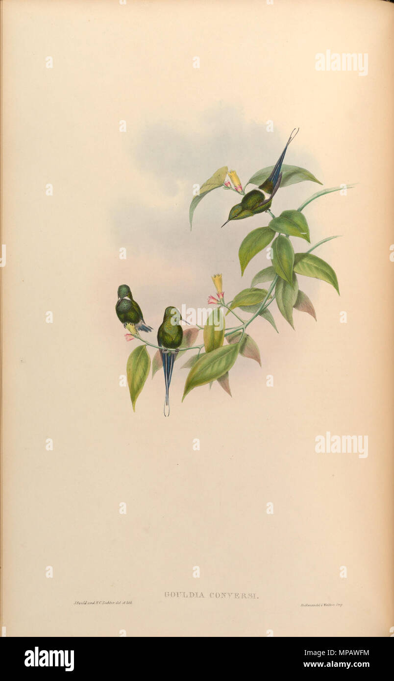 . Gouldia convertiti = Discosura conversii [1] . 1861. John Gould (1804-1881) nomi alternativi Gould Descrizione British zoologo Data di nascita e morte 14 Settembre 1804 2 marzo 1881 Luogo di nascita e morte Lyme Regis London Authority control : Q313787 VIAF: 29597222 ISNI: 0000 0001 2125 9888 ULAN: 500006638 LCCN: N79100355 NLA: 35137514 WorldCat & Enrico Costantino Richter (1821-1902) Descrizione British pittore animale Data di nascita e morte 1821 16 marzo 1902 Luogo di nascita Royal Borough di Kensington e Chelsea competente controllo : Q1567083 VIAF: 227079511 ISNI: 0000 Foto Stock