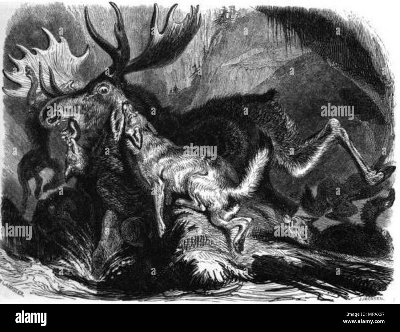 . Inglese: Moose combattendo un lupo pack . Pubblicato da J. Harris, 1834. Frederic Shoberl 904 Moosewolf Foto Stock