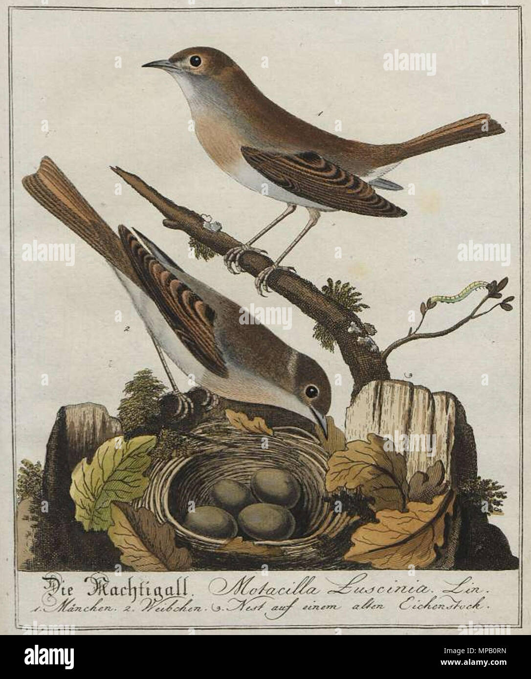 . Nachtigallen aus: Johannes Müller: Die vorzüglichsten Sing-Vögel Teutschlands mit ihren Nestern und Eyern nach der Natur abgebildet ..., 1800 . 1800. Questo file è privo di informazioni sull'autore. 916 Nachtigal motacilla Foto Stock