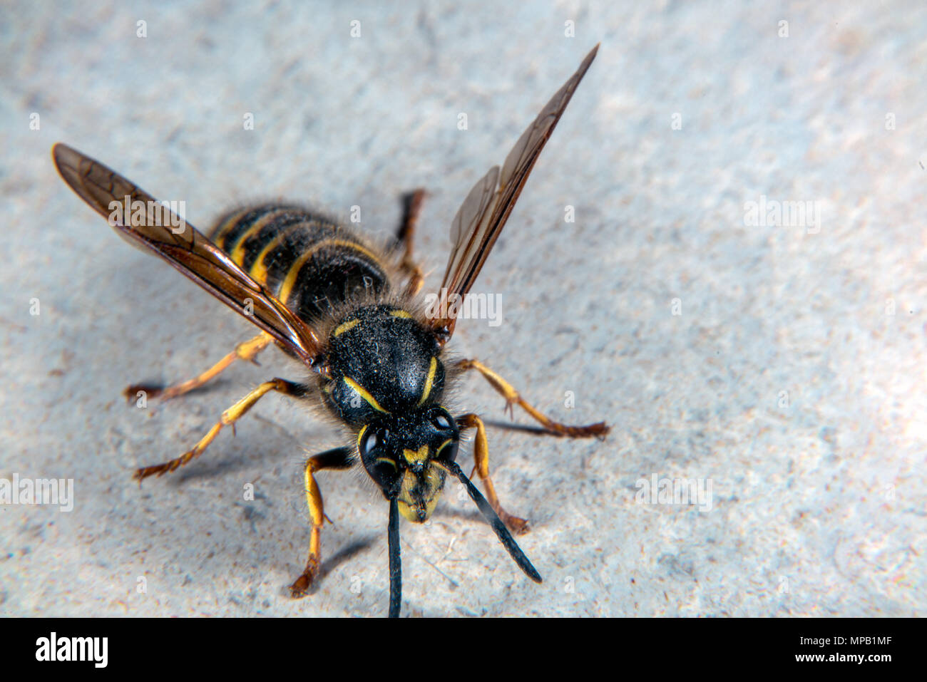 Avvertenze brillante colorazione su questa comune wasp Foto Stock
