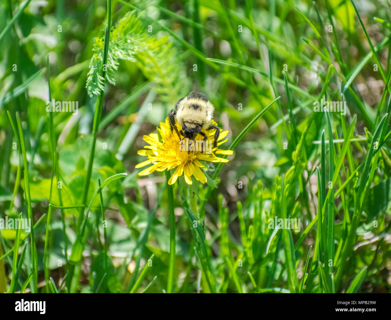 Ape su giallo tarassaco Foto Stock