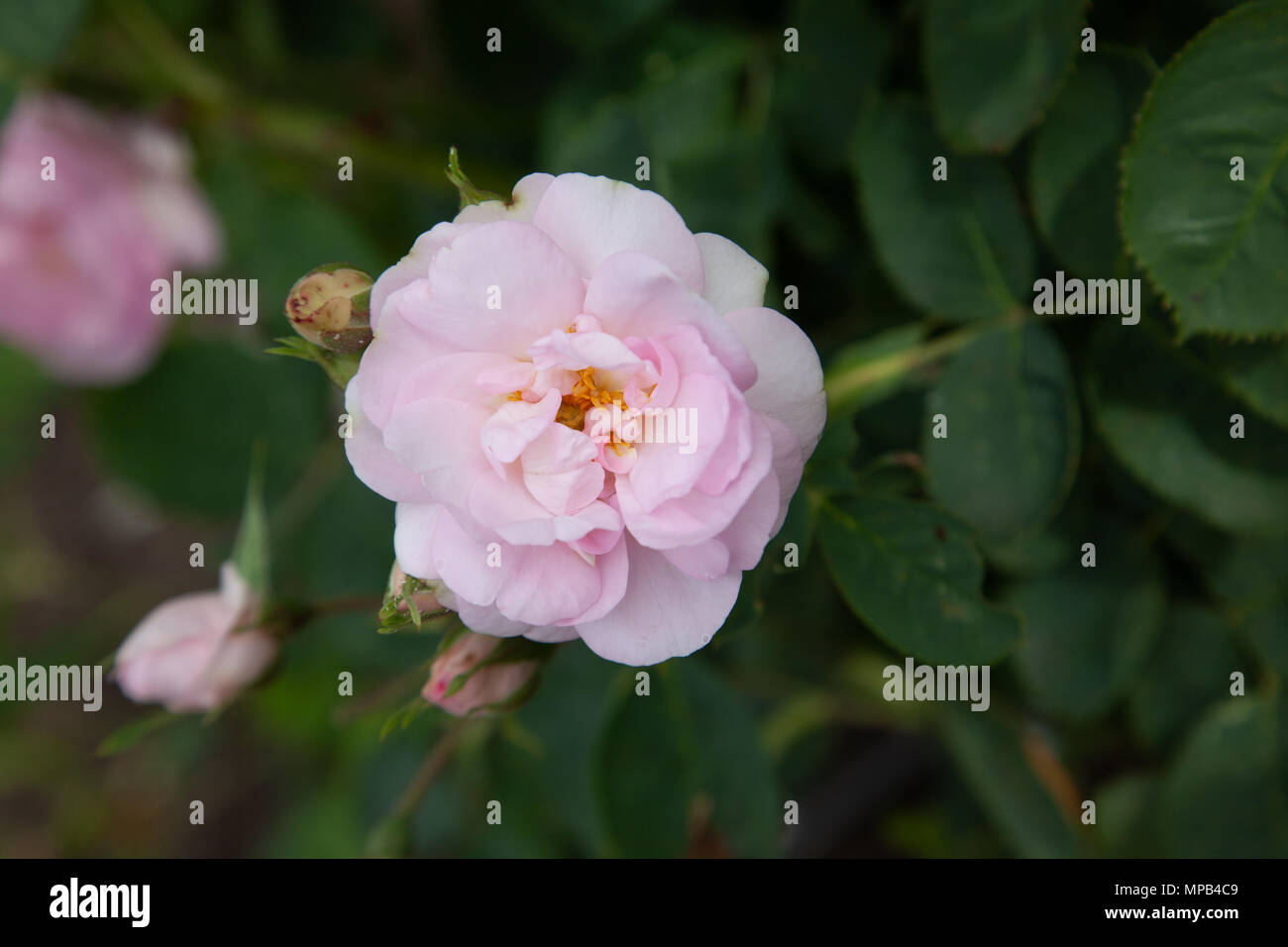 "Celestiale, Céleste' Alba Rose, Jungfruros (rosa) Foto Stock