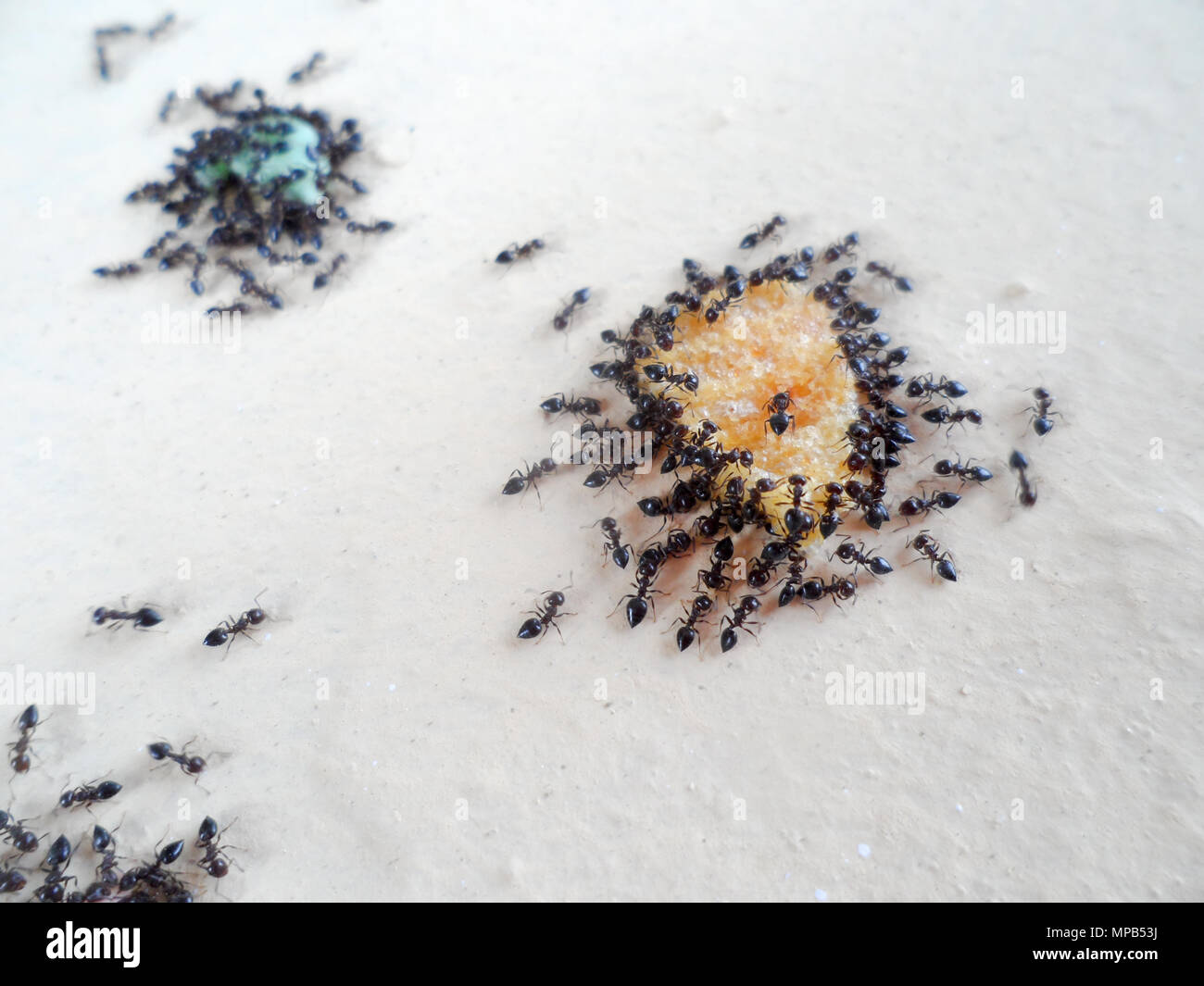 Un esercito di nero garden le formiche Lasius niger, sciame oltre le briciole di cibo a sinistra su una parete a Marmaris, Turchia Foto Stock