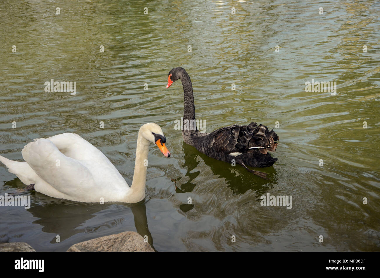 Bella in bianco e nero Swan nuota sulla superficie dello stagno , Foto Stock