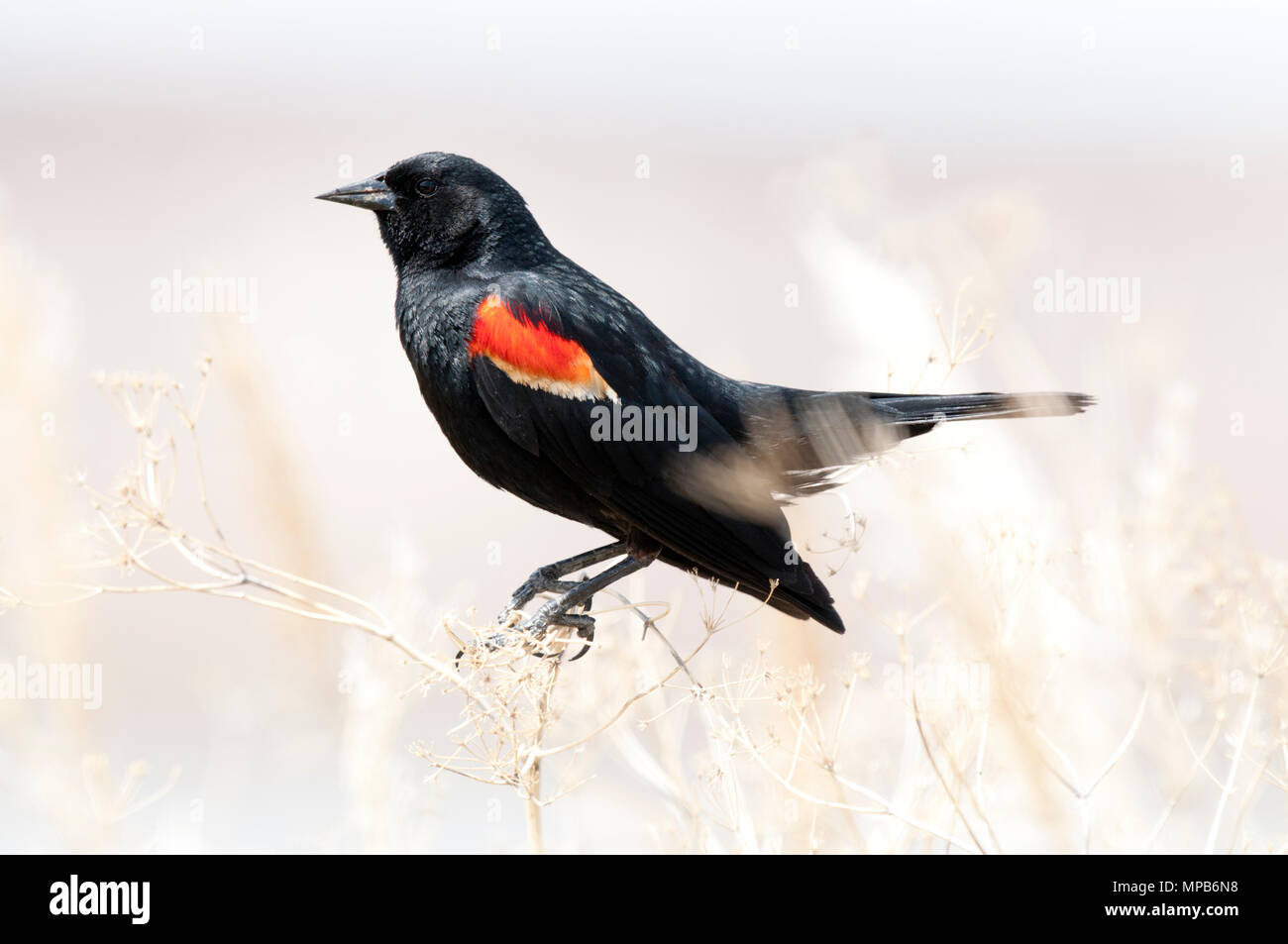 Maschio rosso-winged blackbird (Agelaius phoeniceus) Nel piumaggio di allevamento Foto Stock