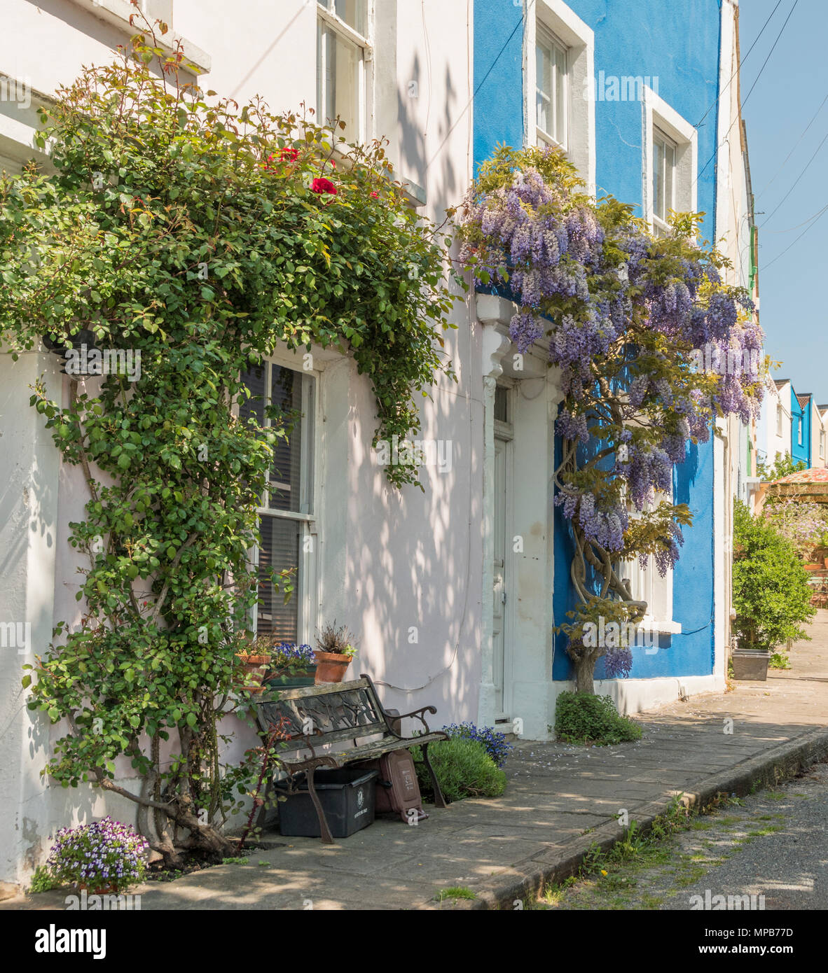 Il Glicine su un blu casa piantate in Bristol Foto Stock