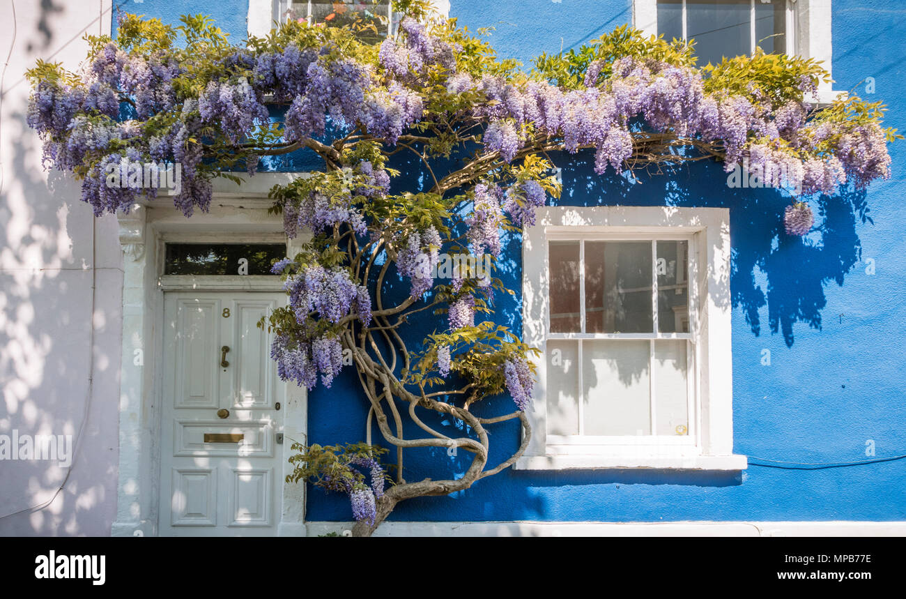 Il Glicine su un blu casa piantate in Bristol Foto Stock