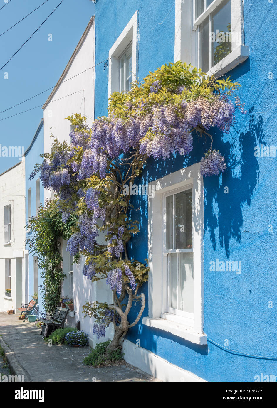 Il Glicine su un blu casa piantate in Bristol Foto Stock
