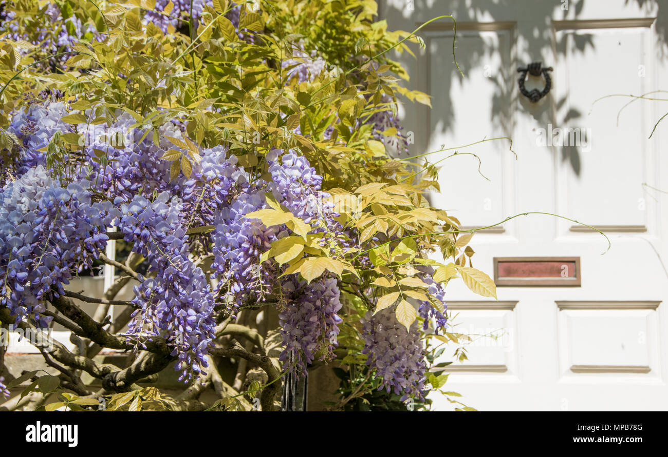 Il Glicine da un grand sportello anteriore in Bristol Foto Stock