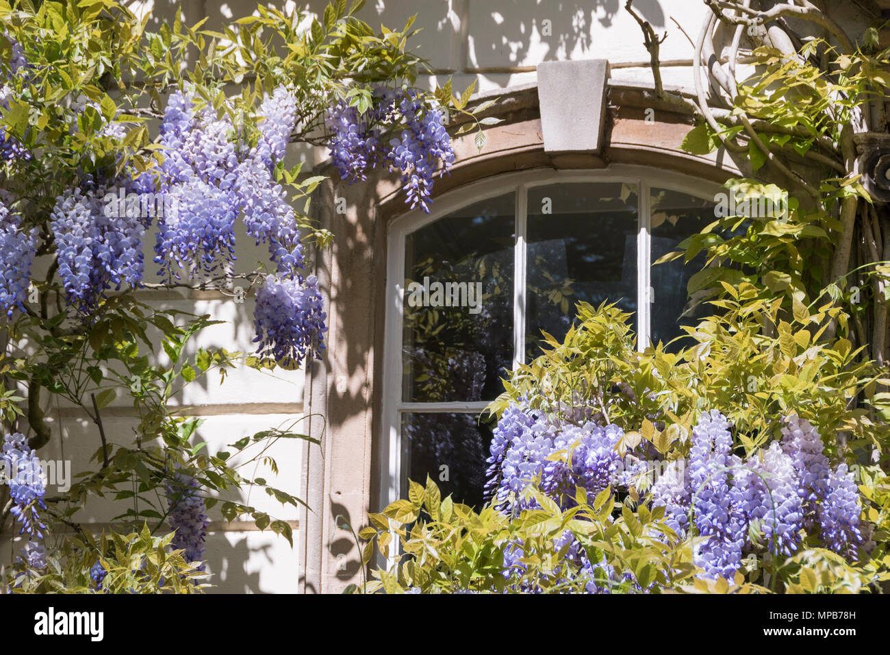Il Glicine intorno a una finestra. Foto Stock