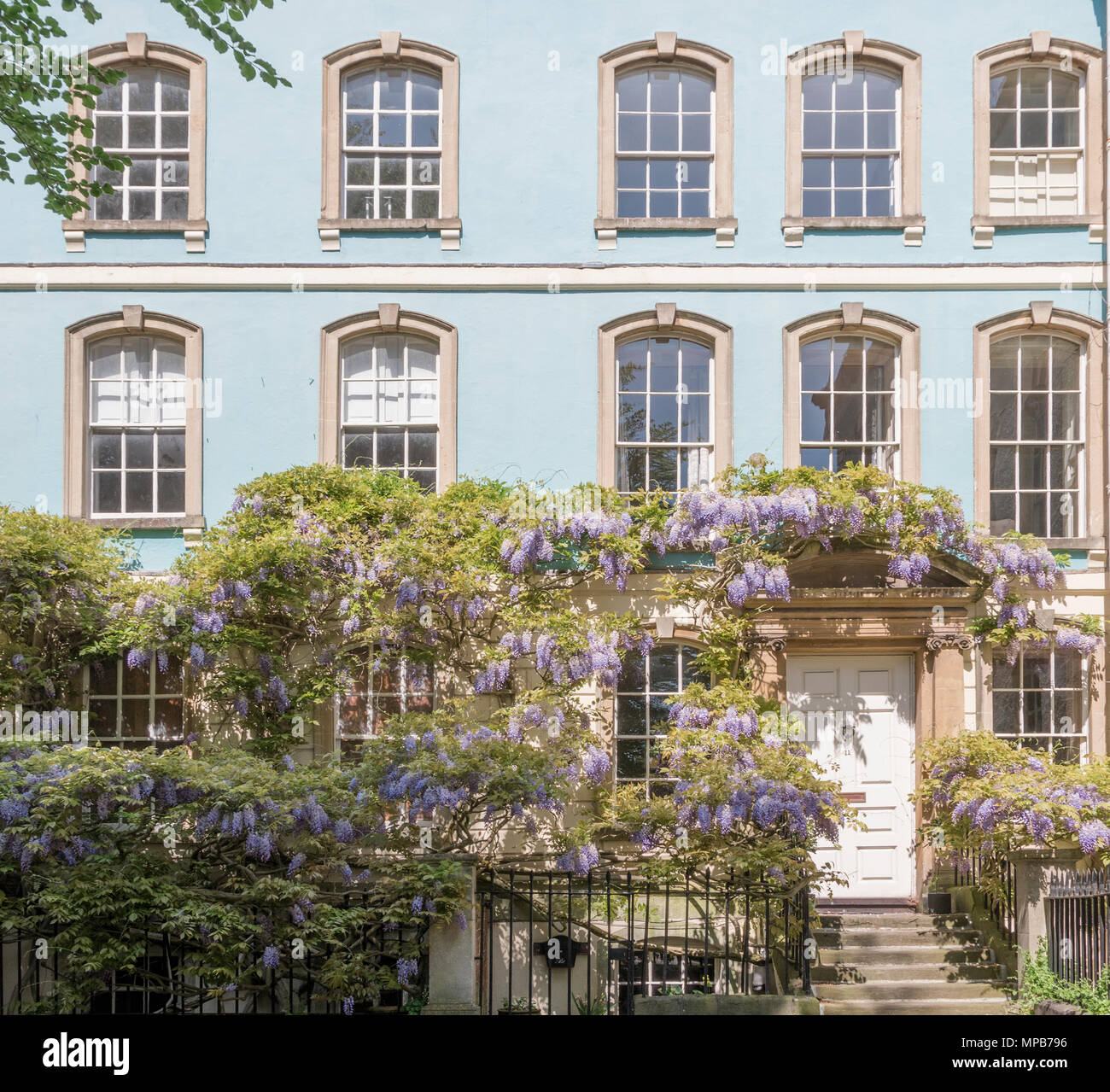 Il glicine che si arrampica sul lato anteriore di un dipinto di blu casa in dote Square, Bristol Foto Stock