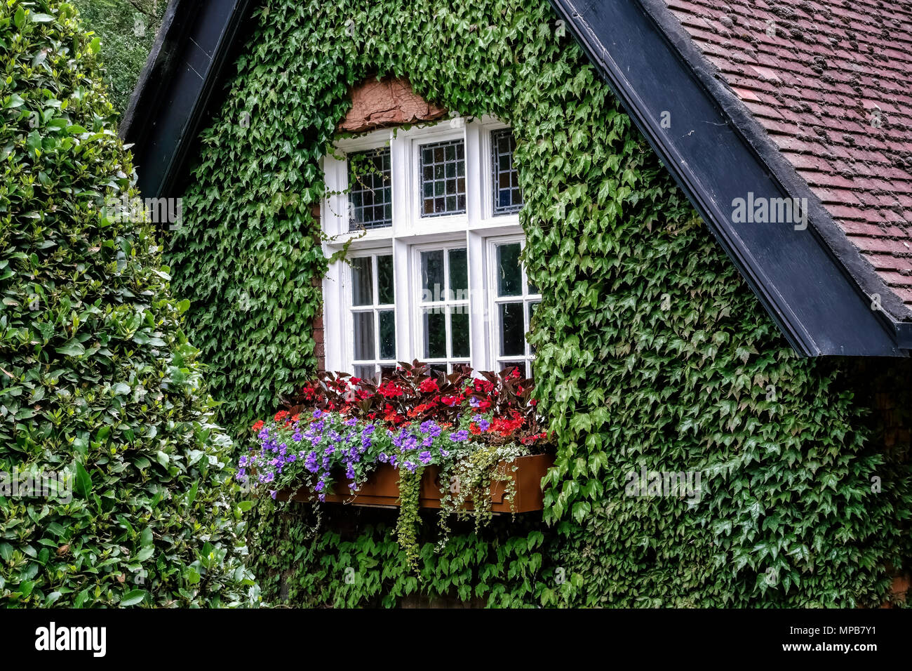 Ardilaun Lodge, Parco Verde di Santo Stefano (1663). Ivy casa coperta, pubblico vittoriano Garden Park, centro città, Dublino, Repubblica d'Irlanda, Europa UE Foto Stock