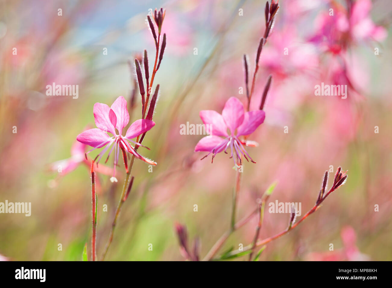 Close-up di bellissimi fiori piccoli, rosa ( Siskiyou Pink Gaura) nella luce del sole di mattina d'estate. Colorate pittorica immagine artistica con soft f Foto Stock