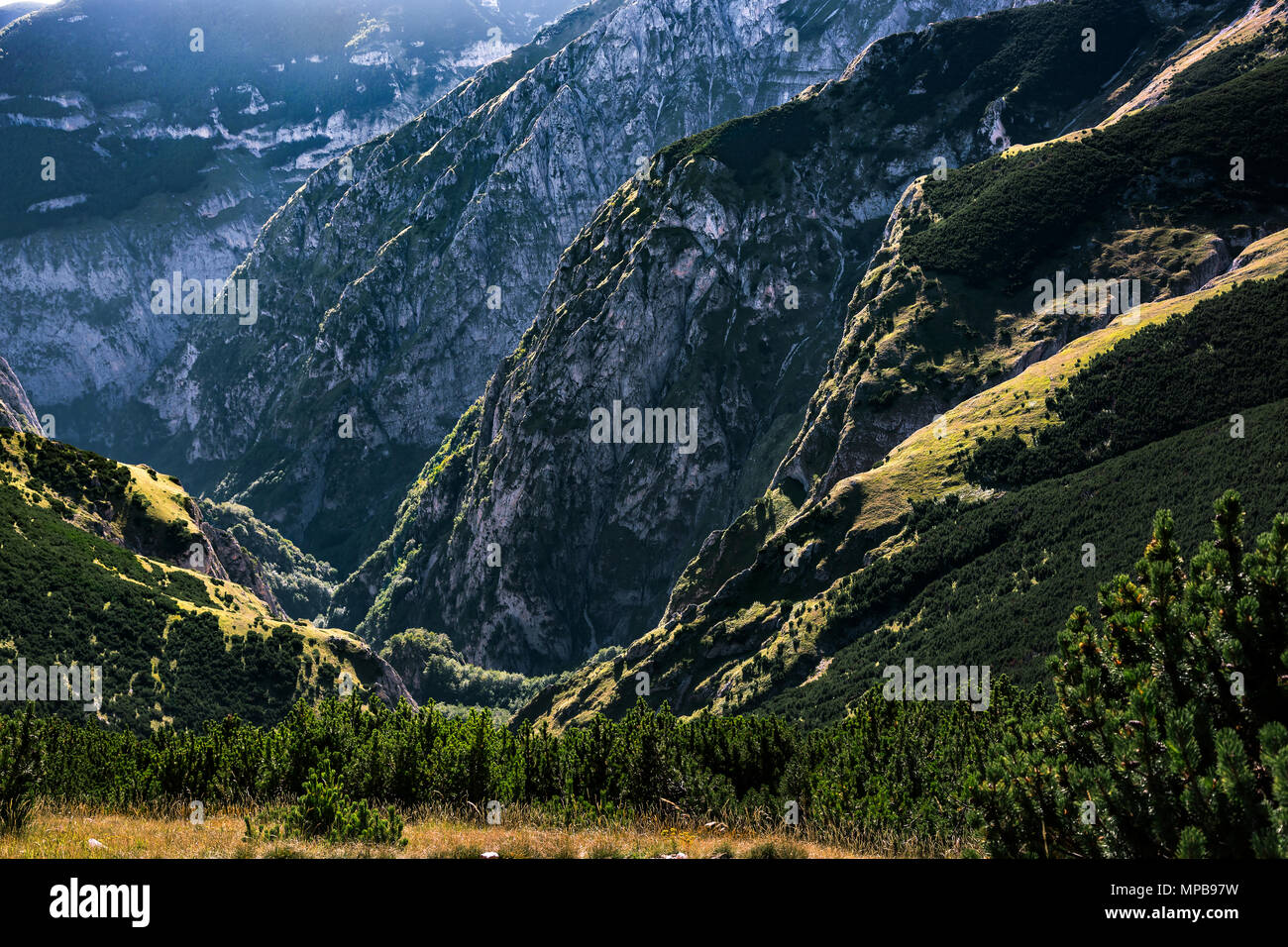 Pino mugo nelle valli della Majella. Abruzzo Foto Stock