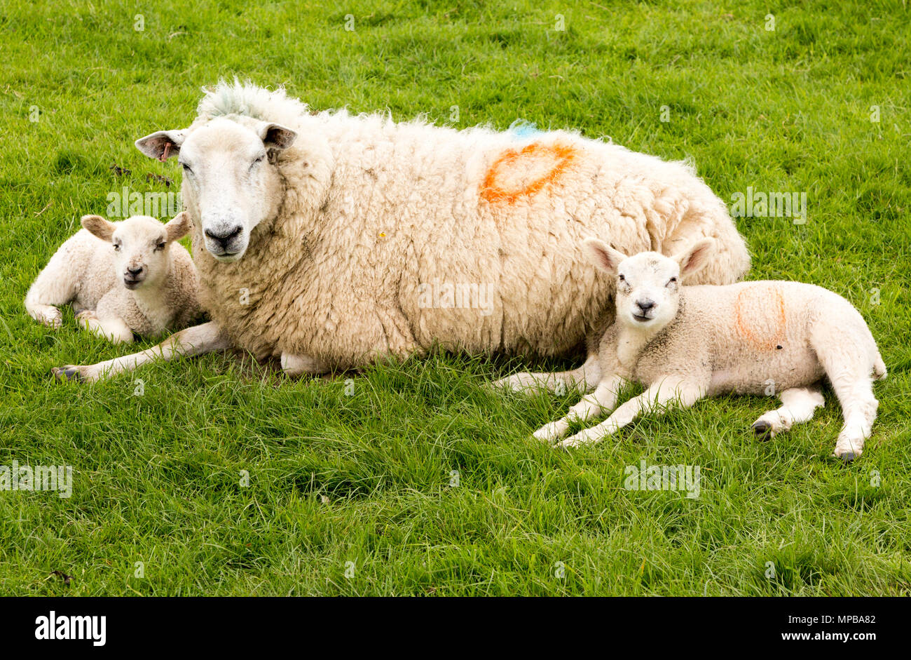 Malati pecora madre pecora con due agnelli che stabilisce su erba, Wiltshire, Inghilterra, Regno Unito Foto Stock