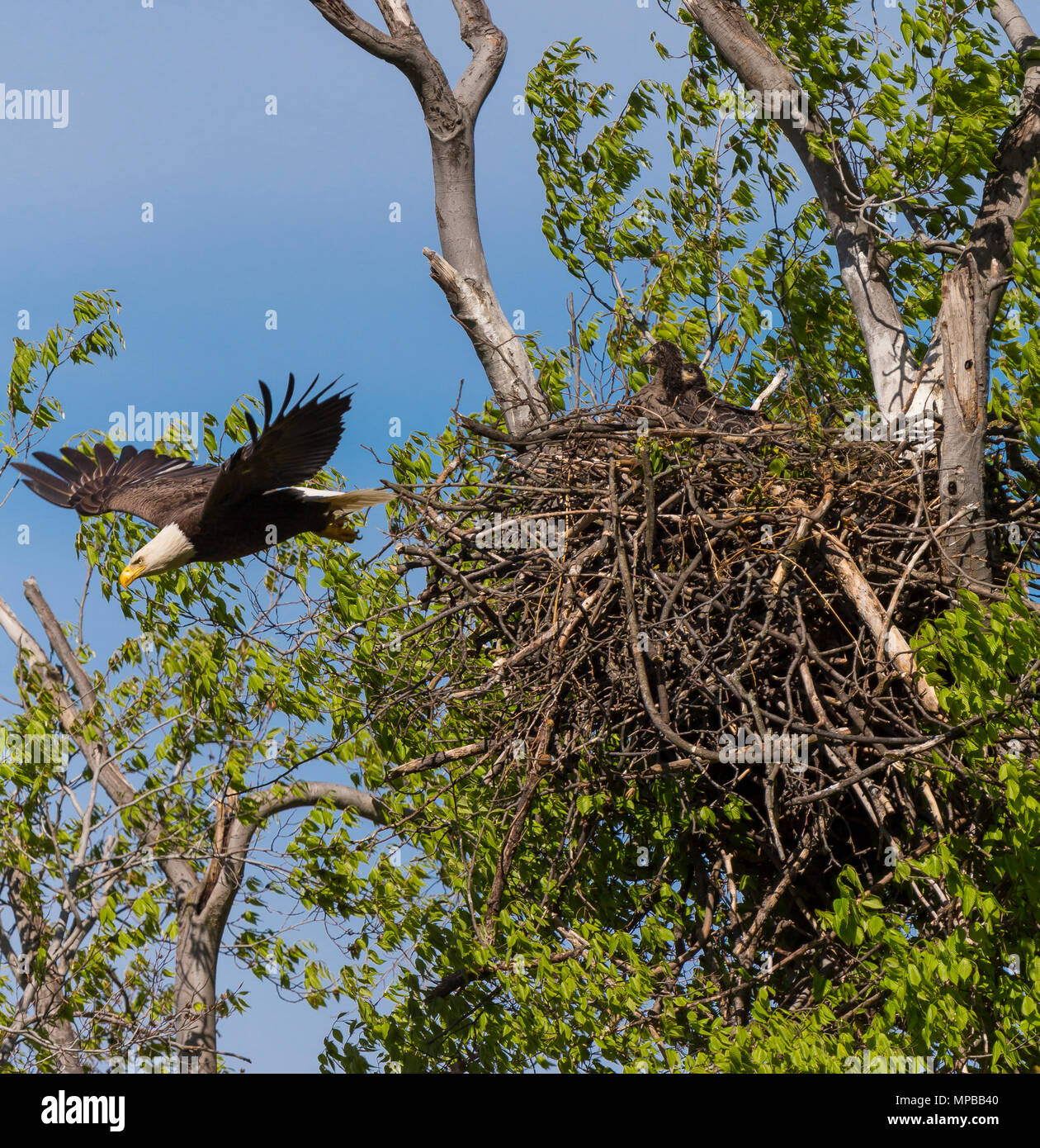 ARLINGTON, VIRGINIA, STATI UNITI D'AMERICA - Adulti aquila calva vola lontano dal nido con due pulcini, vicino al Fiume Potomac. Haliaeetus leucocephalus Foto Stock