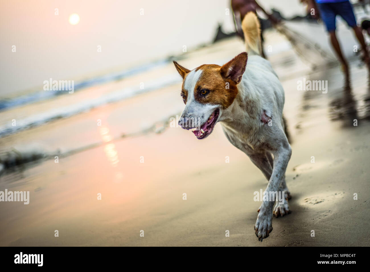 La riproduzione del cane e spruzzi di acqua sulla spiaggia Foto Stock