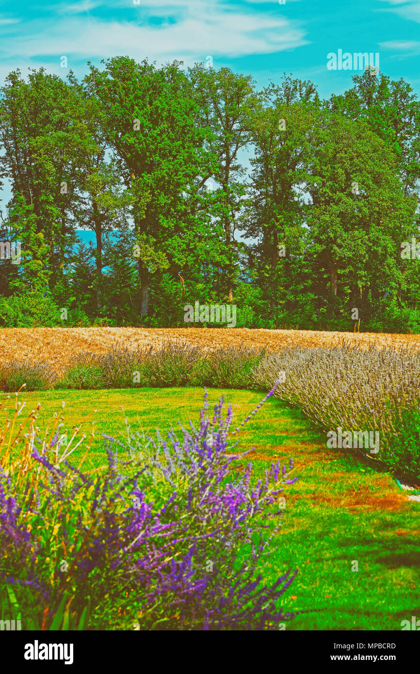 Campo di lavanda in un villaggio svizzero di Yverdon-les-Bains Les Bains in Jura Nord Vaudois distretto nel Cantone di Vaud, in Svizzera. Foto Stock