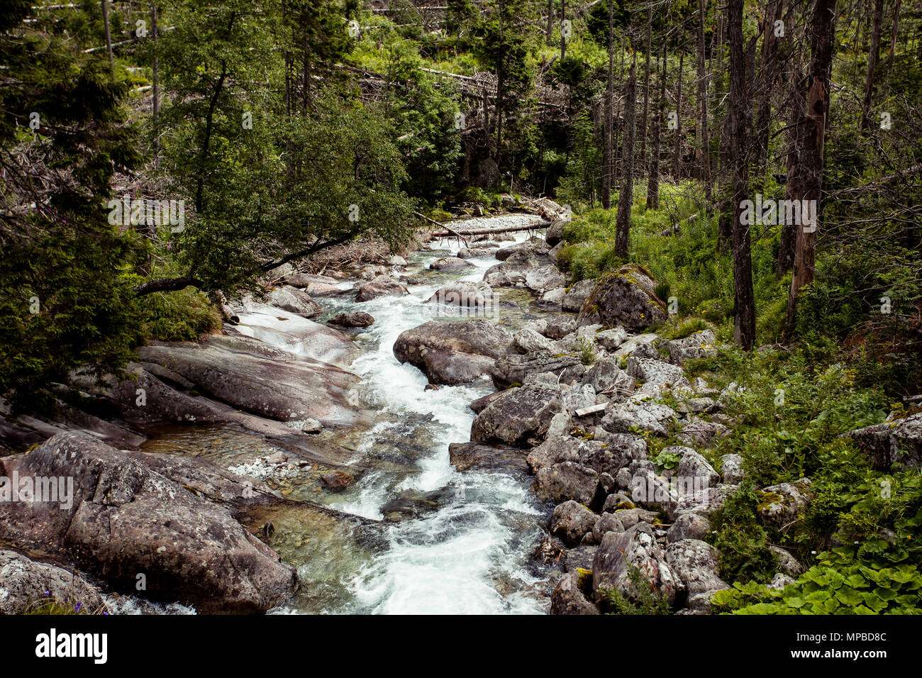 Splendida vallata con fitti boschi e piccolo fiume di montagna che scorre attraverso i massi in Tatra in Slovacchia. La bellezza della natura selvaggia incontaminata dal persone natura. Foto Stock