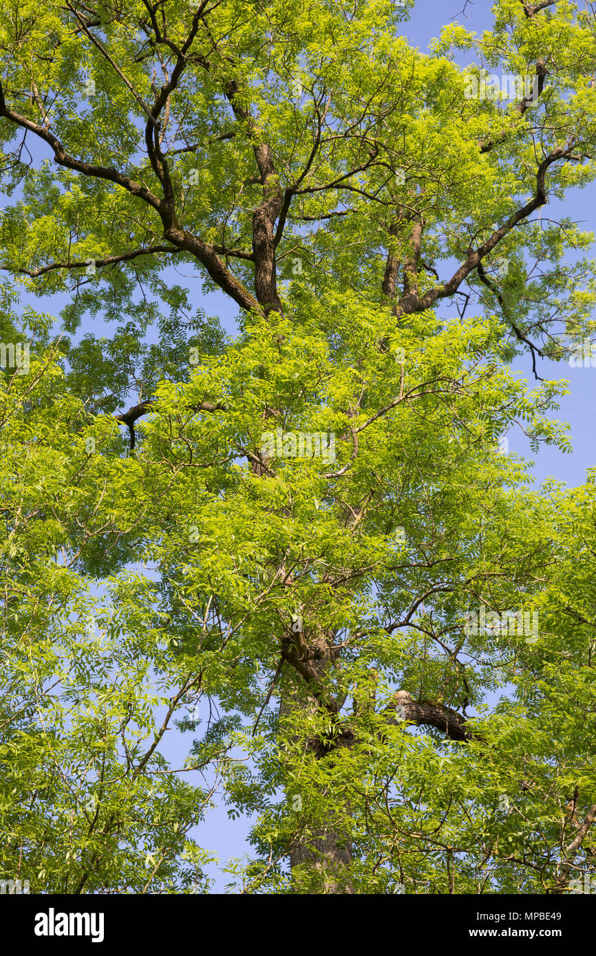 Esche, Gemeine Esche, Gewöhnliche Esche, Blatt, Blätter, Laub, Frühlingslaub, Baumkrone, Blattwerk, Fraxinus excelsior, cenere comune, Frassino Europeo, leaf Foto Stock