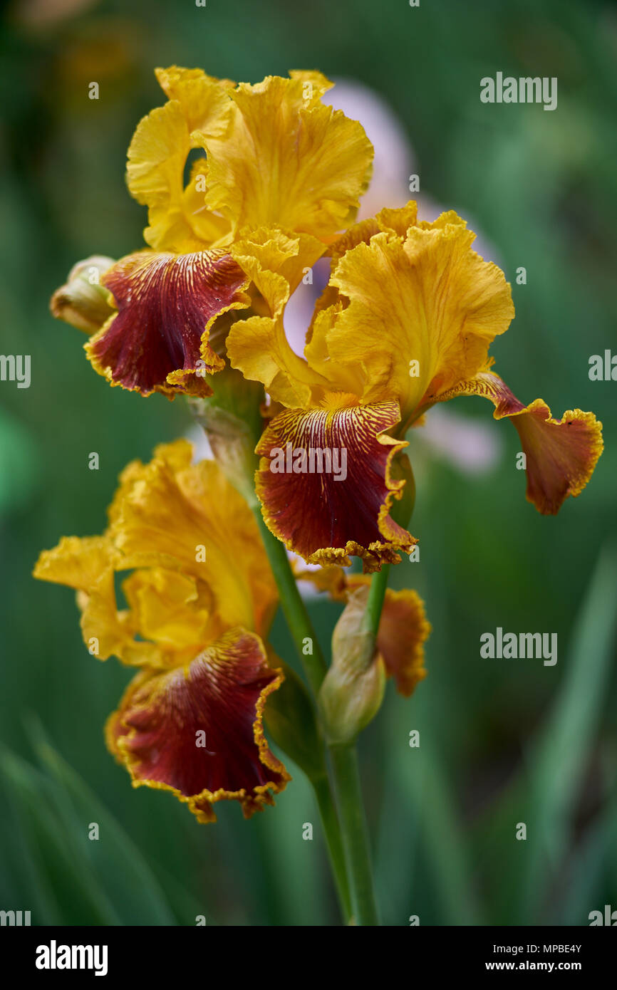 Giallo marrone iride fiori vicino al fiore di Iris Iris colorata fioritura di iris lussureggiante fioritura di iris a fantasia floreale iris Iris cherie fiori close up Foto Stock